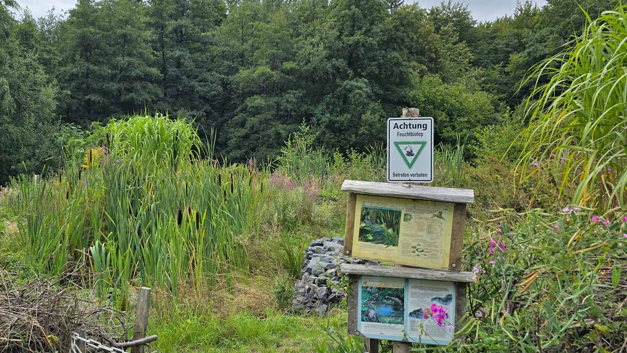 Hinweisschild „Feuchtbiotop – Betreten verboten“ und Infotafel am Röhrichtsaum