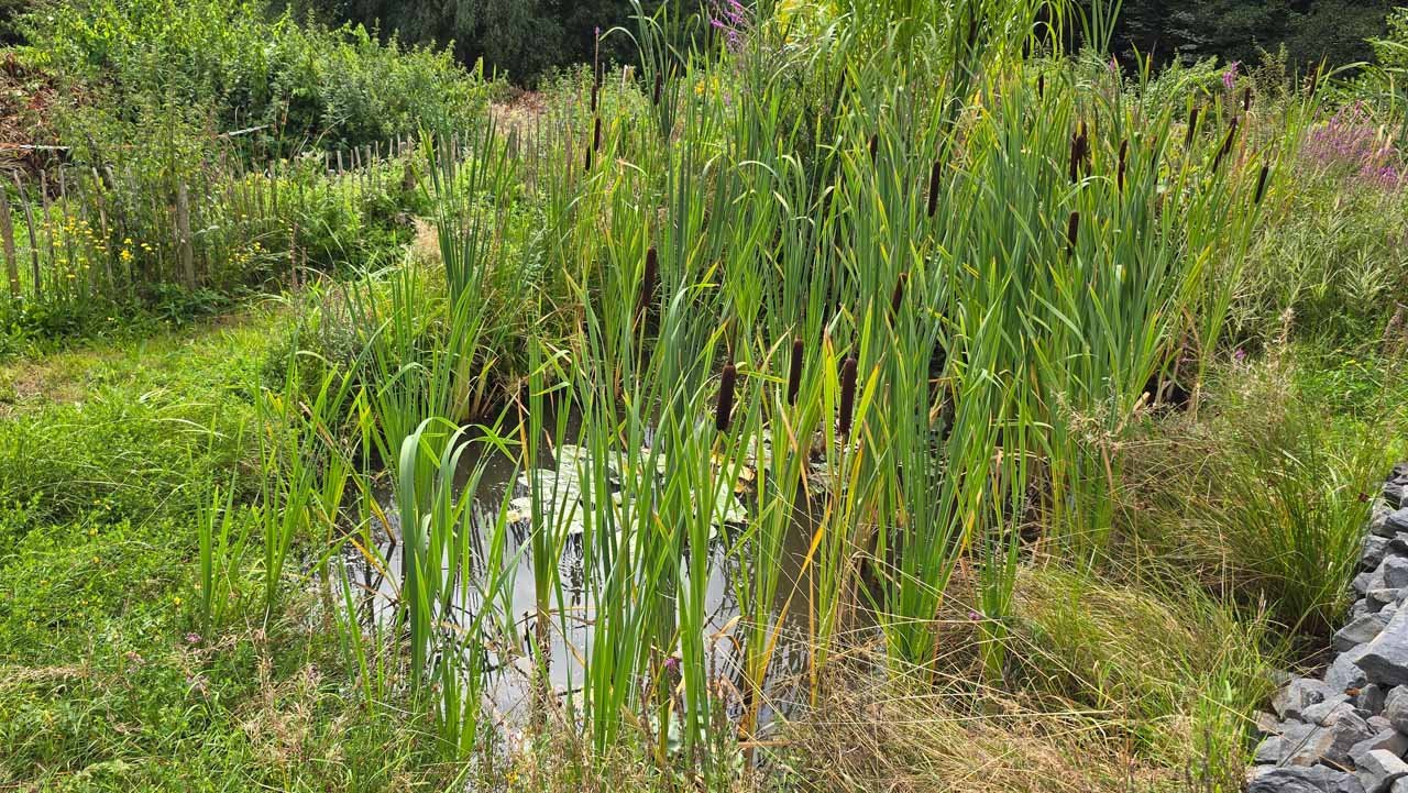 Gesamtansicht des Biotopteichs mit Röhricht, Rohrkolben und Seerosen – strukturreicher Lebensraum im KGV
