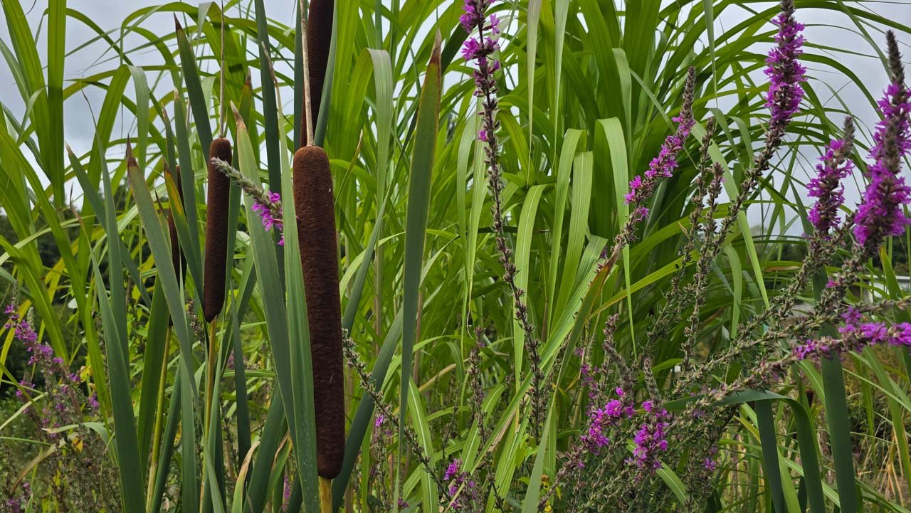 Rohrkolben (Typha) mit Blutweiderich (Lythrum salicaria) am Biotopufer