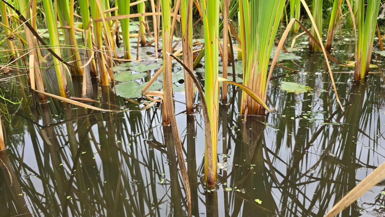 Unterwasserbereich mit Rohrkolbenstängeln und Seerosen – Lebensraum für Larven, Schnecken und Amphibienlaich