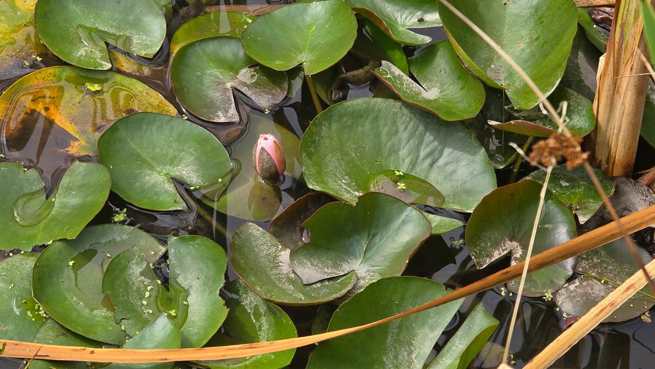 Seerosenknospe (Nymphaea) zwischen Schwimmblättern – Schattenspender und Lebensraum im Biotopteich