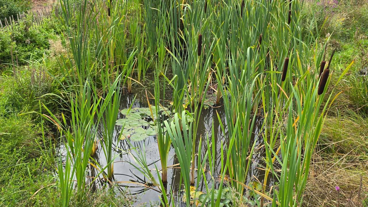 Schilf und Rohrkolben – vertikale Struktur am Gewässer