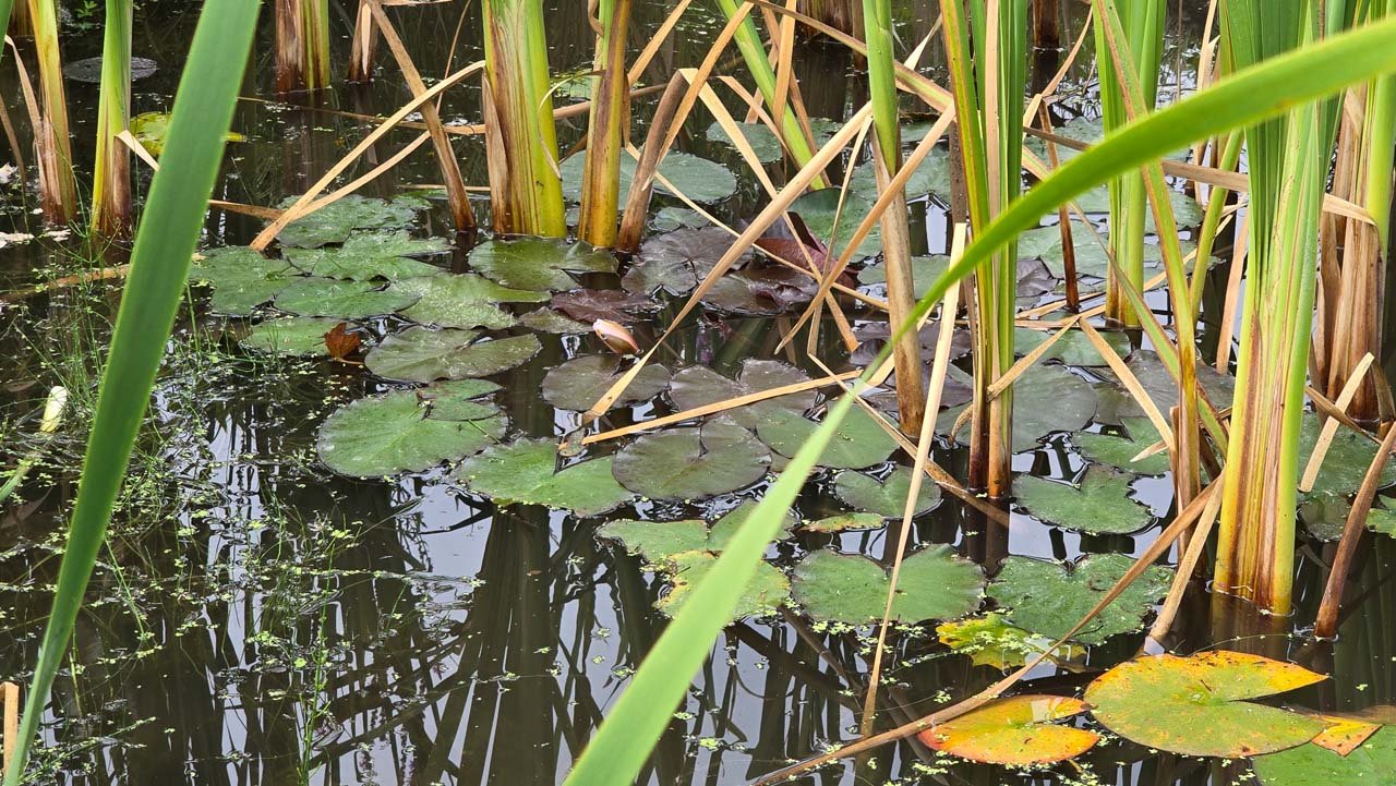 Knospe der Seerose (Nymphaea) zwischen Schwimmblättern im Vereinsbiotop – Kühlung des Wassers und Mikrohabitate
