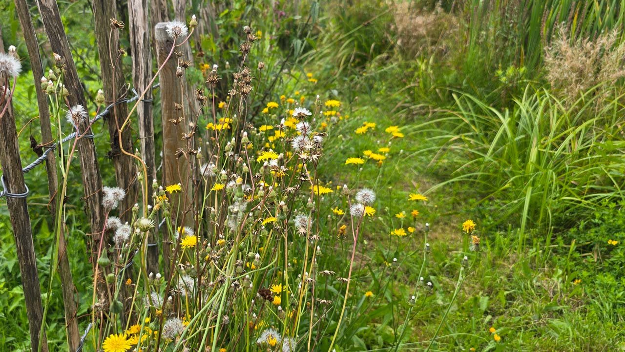 Blühsaum mit heimischen Wildkräutern am Holzzaun – Pollen, Nektar und Überwinterungsstruktur für Insekten