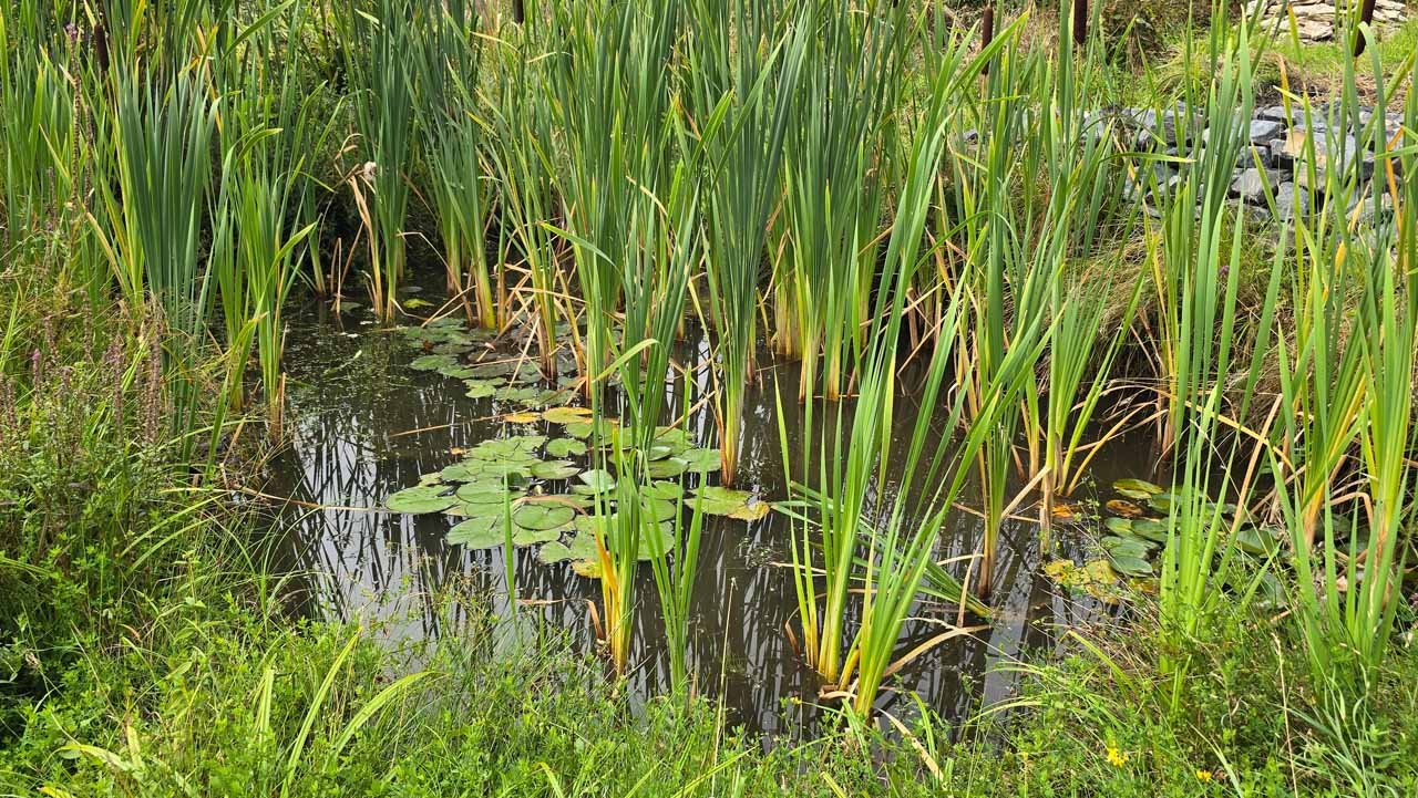 Uferzone des Biotopteichs mit dichtem Röhricht (Rohrkolben) und Seerosen – gestufte Tiefen und Übergangsbereich