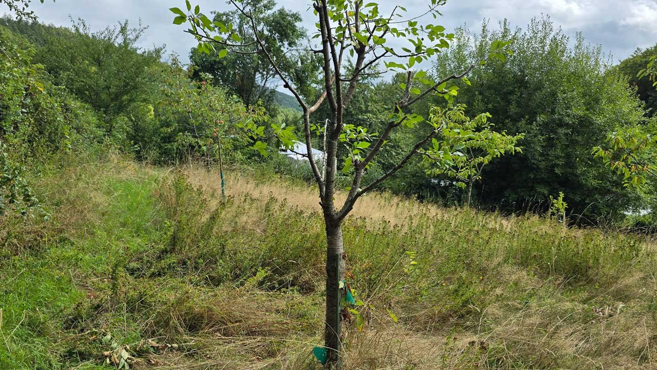 Frisch gepflanzter junger Obstbaum mit Stützpfählen