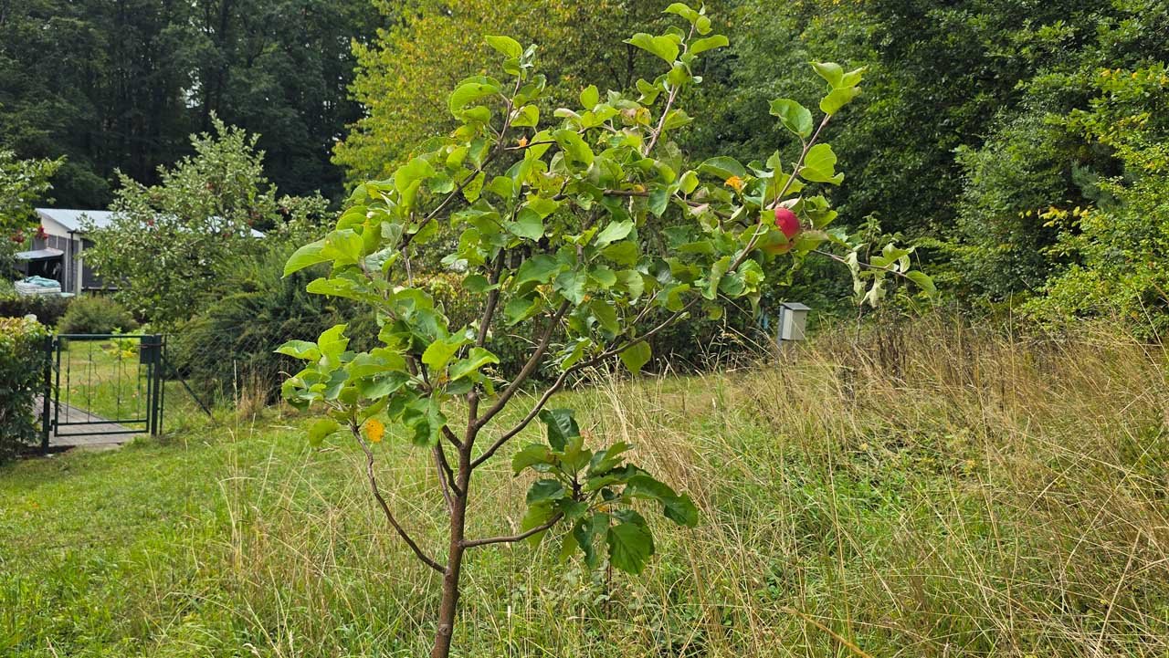 Apfelbaum mit ersten Früchten auf einer Wiese