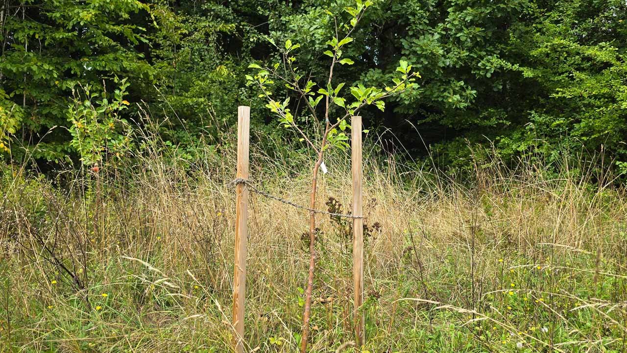 Jung gepflanzter Apfelbaum mit Holzpfählen