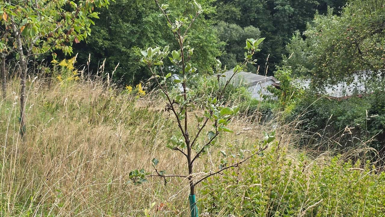 Neuer Obstbaum in naturbelassener Wiese