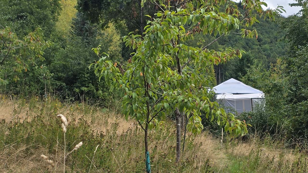 Kirschbaum mit kräftigem Wachstum