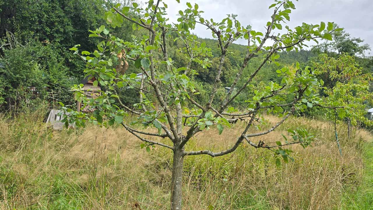 Apfelbaum mit breiter Krone in naturnaher Wiese