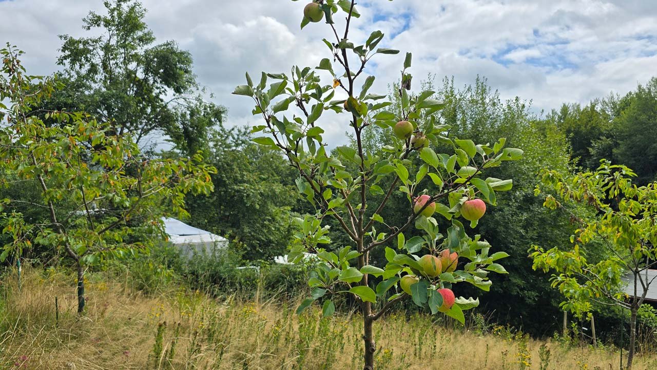 Mehrere junge Obstbäume in naturnaher Fläche