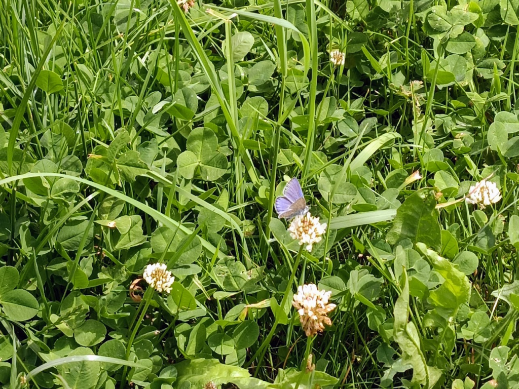 Ein Heller Ameisen-Wiesenknopf-Bläuling mit halb geöffneten Flügeln sitzt auf einer Kleeblüte in einer Wiese